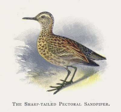 The Sharp-tailed Pectoral Sandpiper by Alexander Francis Lydon